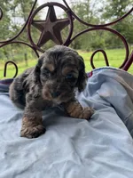 Derby, a male Cockapoo for sale in Rockdale, TX – 2 of 2