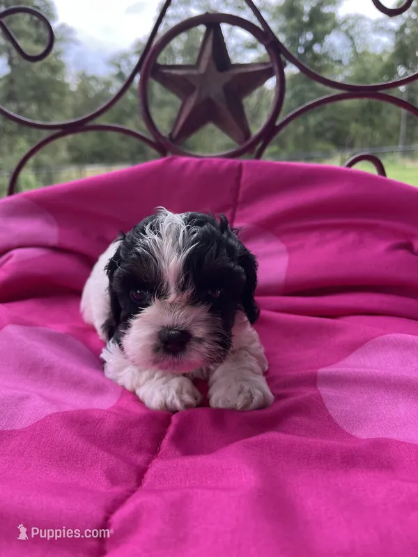 Kentucky  – Cockapoo puppy for sale in Rockdale, TX
