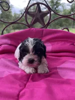Kentucky , a male Cockapoo for sale in Rockdale, TX – 1 of 2