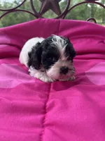 Kentucky , a male Cockapoo for sale in Rockdale, TX – 2 of 2