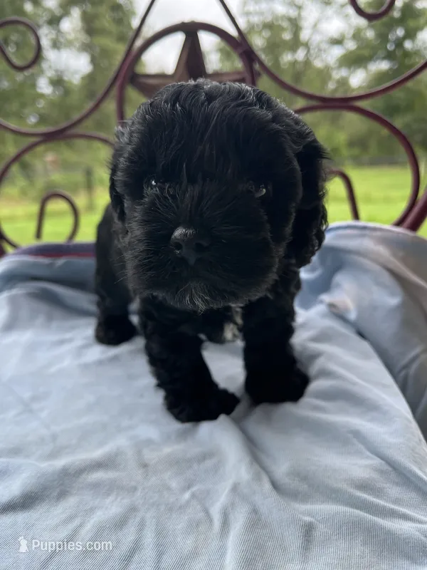Wager – Cockapoo puppy for sale in Rockdale, TX