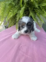 Jenga, a female Cockapoo for sale in Rockdale, TX – Photo 1 of 2