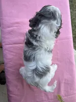 Jenga, a female Cockapoo for sale in Rockdale, TX – Photo 2 of 2