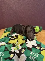 Quinn, a female Miniature Goldendoodle for sale in Rockdale, TX – Photo 6 of 10