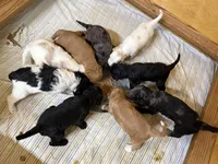 Quinn, a female Miniature Goldendoodle for sale in Rockdale, TX – Photo 10 of 10