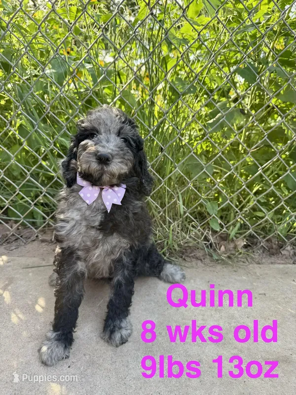 Quinn – Miniature Goldendoodle puppy for sale in Rockdale, TX