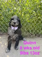 Quinn, a female Miniature Goldendoodle for sale in Rockdale, TX – 1 of 10