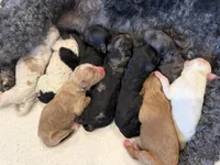 Quinn, a female Miniature Goldendoodle for sale in Rockdale, TX – Photo 9 of 10