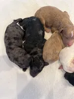 Quinn, a female Miniature Goldendoodle for sale in Rockdale, TX – Photo 8 of 10