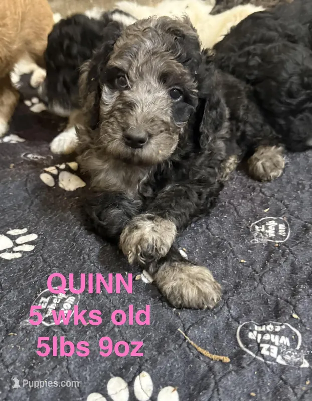 Quinn – Miniature Goldendoodle puppy for sale in Rockdale, TX