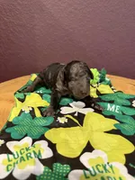 Quinn, a female Miniature Goldendoodle for sale in Rockdale, TX – Photo 5 of 10