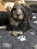 Quinn, a female Miniature Goldendoodle for sale in Rockdale, TX – 10 of 10