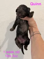 Quinn, a female Miniature Goldendoodle for sale in Rockdale, TX – Photo 4 of 10