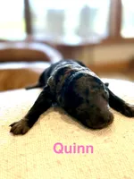 Quinn, a female Miniature Goldendoodle for sale in Rockdale, TX – Photo 3 of 10