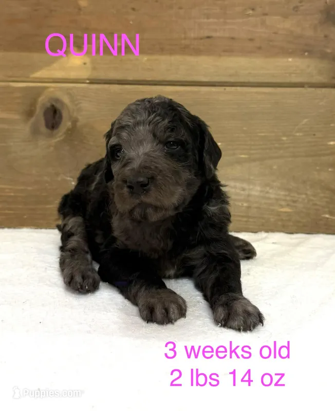 Quinn – Miniature Goldendoodle puppy for sale in Rockdale, TX
