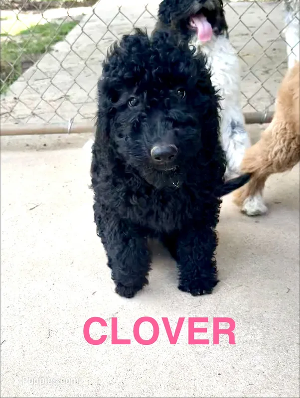 Clover – Miniature Goldendoodle puppy for sale in Rockdale, TX