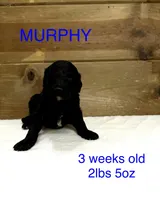 Murphy, a male Miniature Goldendoodle for sale in Rockdale, TX – Photo 1 of 9