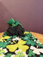 Murphy, a male Miniature Goldendoodle for sale in Rockdale, TX – Photo 6 of 9