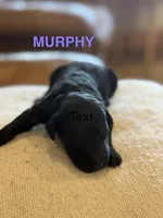 Murphy, a male Miniature Goldendoodle for sale in Rockdale, TX – Photo 2 of 9