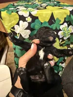 Murphy, a male Miniature Goldendoodle for sale in Rockdale, TX – Photo 5 of 9