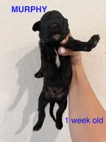 Murphy, a male Miniature Goldendoodle for sale in Rockdale, TX – Photo 3 of 9