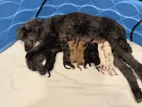 Murphy, a male Miniature Goldendoodle for sale in Rockdale, TX – Photo 8 of 9