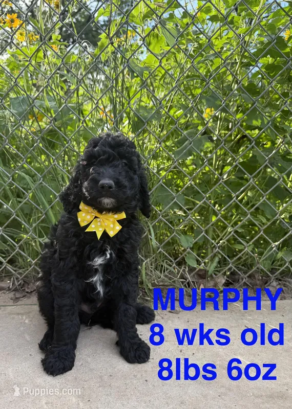 Murphy – Miniature Goldendoodle puppy for sale in Rockdale, TX