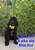 Murphy, a male Miniature Goldendoodle for sale in Rockdale, TX – 1 of 9