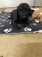 Murphy, a male Miniature Goldendoodle for sale in Rockdale, TX – 2 of 9