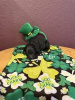 Murphy, a male Miniature Goldendoodle for sale in Rockdale, TX – Photo 7 of 9