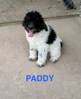 Paddy, a male Miniature Goldendoodle for sale in Rockdale, TX – 3 of 10
