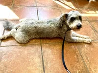 Apple Jack, a male Labradoodle for sale in Rockdale, TX – 3 of 4