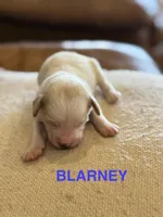 Blarney, a male Miniature Goldendoodle for sale in Rockdale, TX – Photo 4 of 9