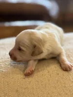 Blarney, a male Miniature Goldendoodle for sale in Rockdale, TX – Photo 5 of 9