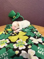 Blarney, a male Miniature Goldendoodle for sale in Rockdale, TX – Photo 6 of 9