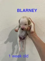 Blarney, a male Miniature Goldendoodle for sale in Rockdale, TX – Photo 2 of 9
