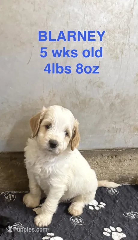 Blarney – Miniature Goldendoodle puppy for sale in Rockdale, TX