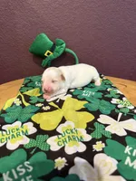 Blarney, a male Miniature Goldendoodle for sale in Rockdale, TX – Photo 8 of 9