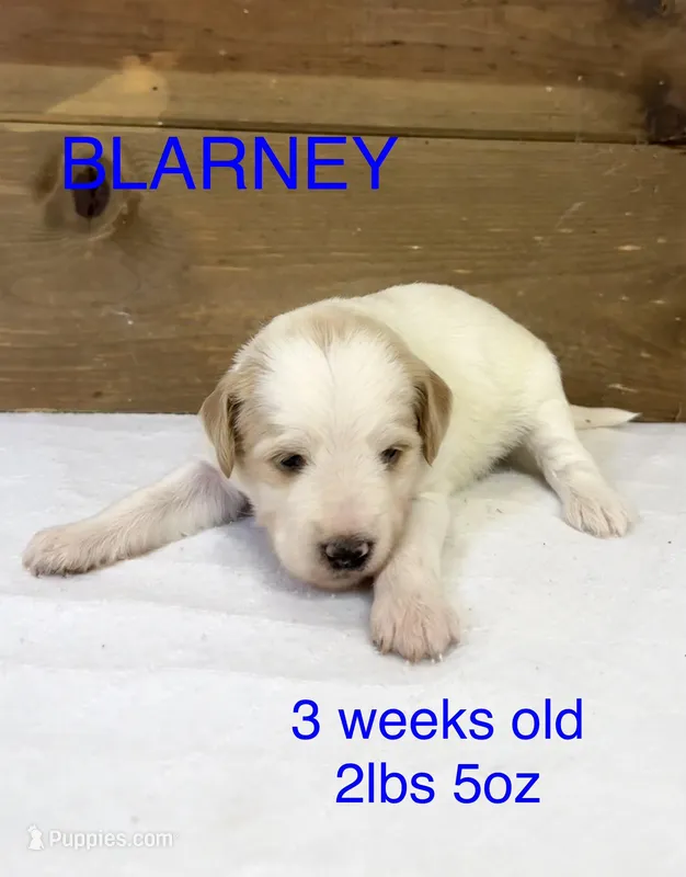 Blarney – Miniature Goldendoodle puppy for sale in Rockdale, TX