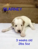 Blarney, a male Miniature Goldendoodle for sale in Rockdale, TX – Photo 1 of 9