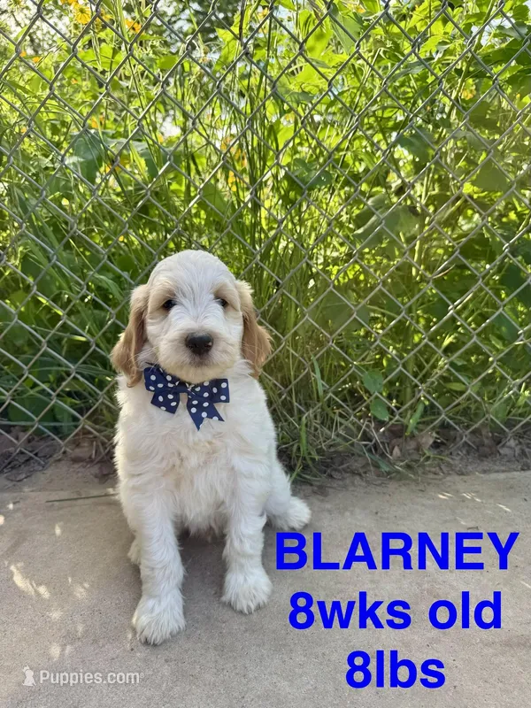 Blarney – Miniature Goldendoodle puppy for sale in Rockdale, TX