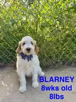 Blarney, a male Miniature Goldendoodle for sale in Rockdale, TX – 1 of 10