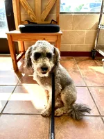 Apple Jack, a male Labradoodle for sale in Rockdale, TX – 2 of 4