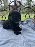 Wager, a male Cockapoo for sale in Rockdale, TX – 2 of 2