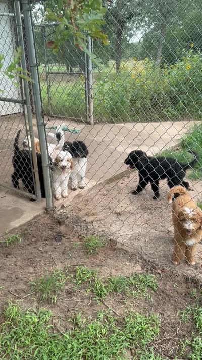 Apple Jack, a male Labradoodle for sale in Rockdale, TX – 4 of 4