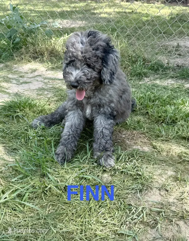 Finn – Miniature Goldendoodle puppy for sale in Rockdale, TX