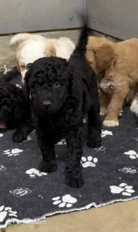 Clover – Miniature Goldendoodle puppy for sale in Rockdale, TX