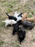 Clover, a female Miniature Goldendoodle for sale in Rockdale, TX – 10 of 10