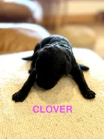 Clover, a female Miniature Goldendoodle for sale in Rockdale, TX – Photo 4 of 7