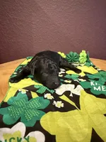 Clover, a female Miniature Goldendoodle for sale in Rockdale, TX – Photo 5 of 7